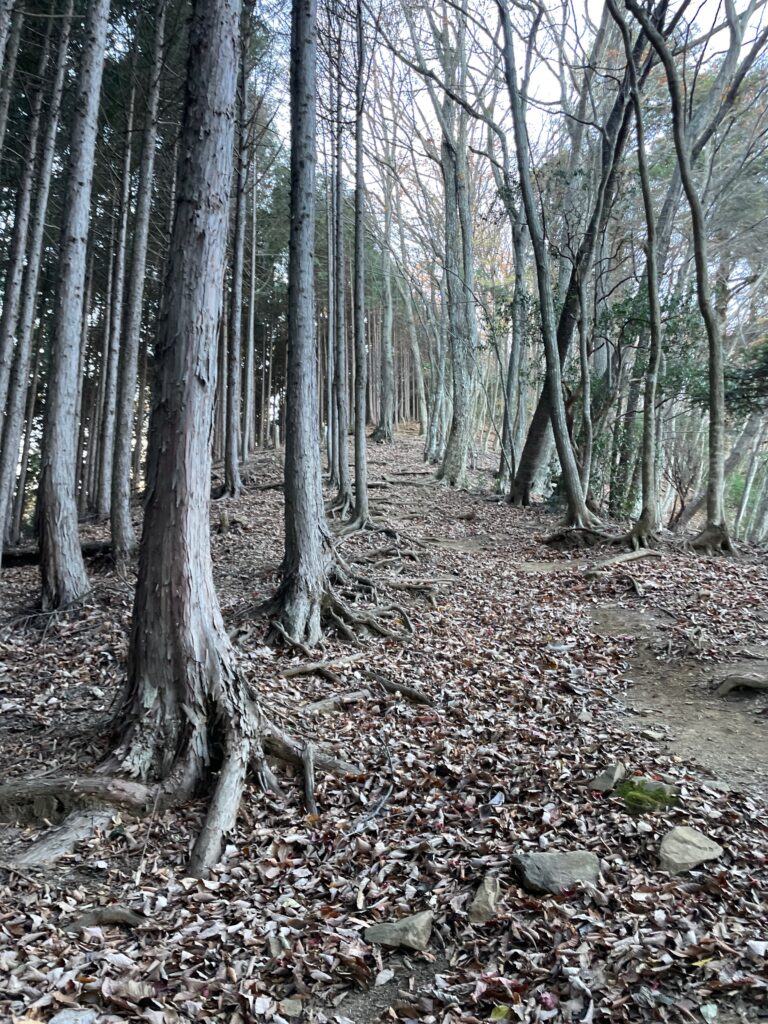 登山道画像