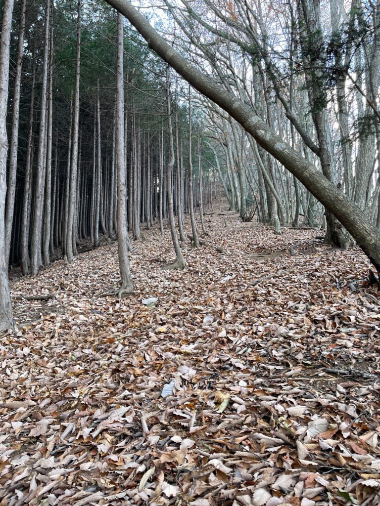 登山道画像