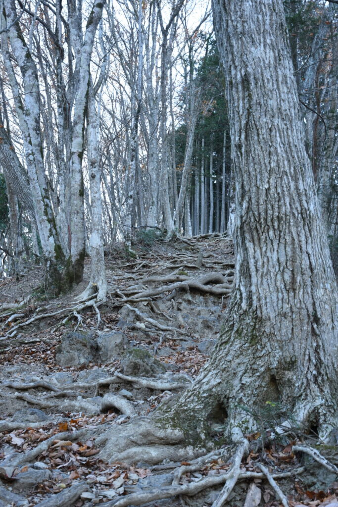 登山道画像